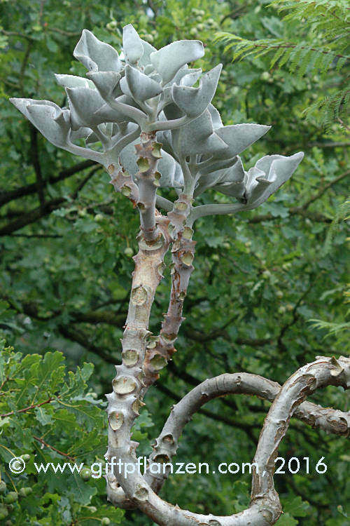 Elefantenohr (Kalanchoe beharensis)