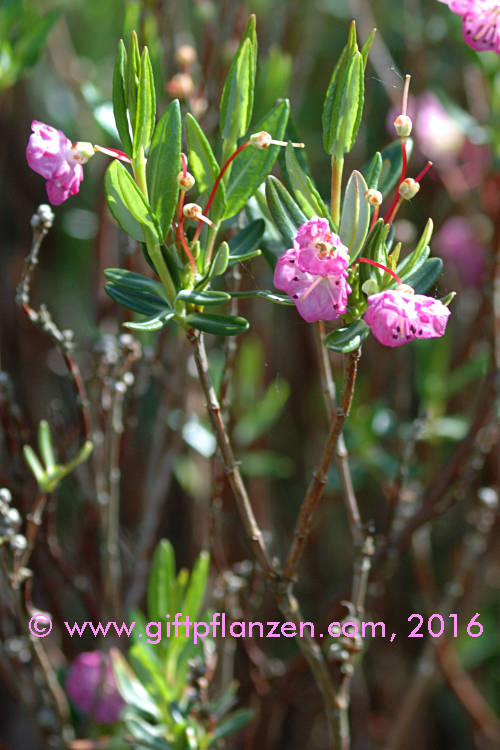 Lorbeerrose (Kalmia polifolia)