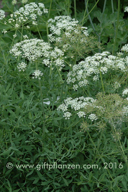 Berg-Laserkraut Laserpitium siler