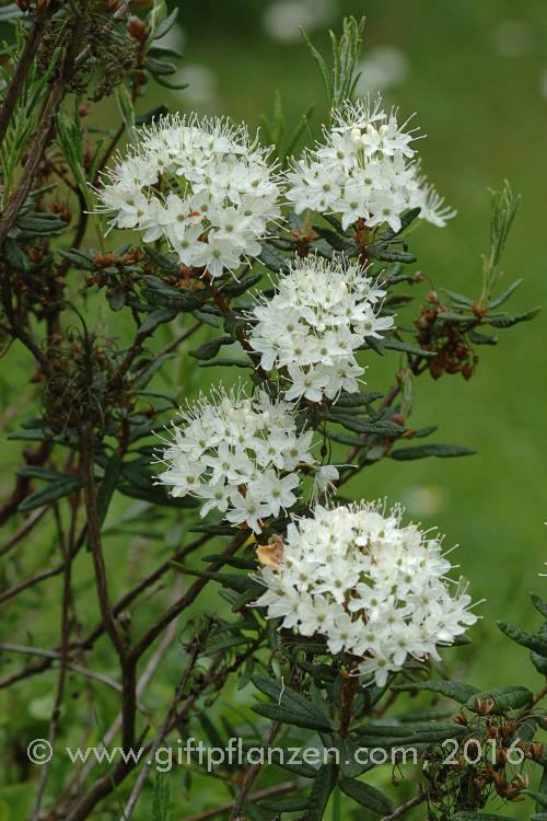 Sumpfporst (Ledum palustre)