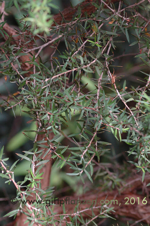 Roter Teebaum Leptospermum scoparium