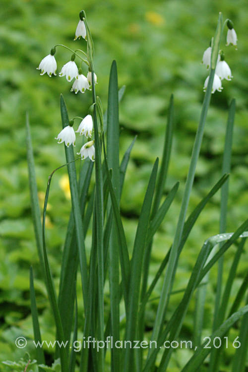 Sommerknotenblume (Leucojum aestivum)