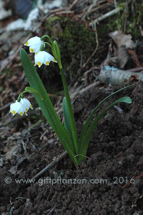 Frhlingsknotenblume (Leucojum vernum)
