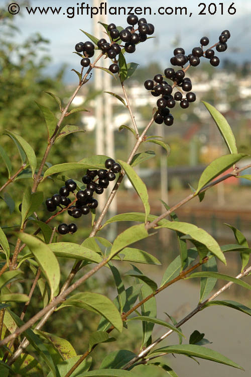 Liguster (Ligustrum vulgare)