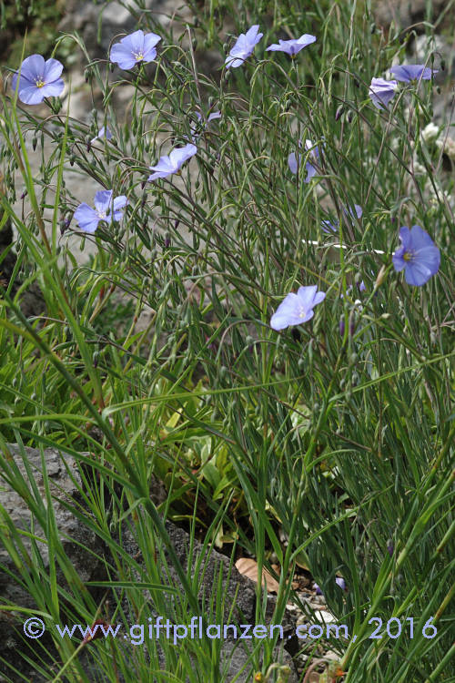 Linum austriacum sterreichischer Lein