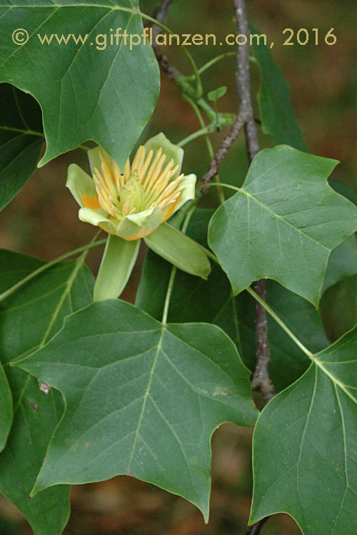 Tulpenbaum (Liriodendron tulipifera)