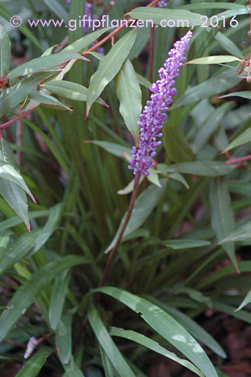 Lilientraube (Liriope muscari)