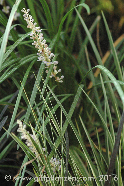 Lilienschwertel (Liriope spicata)