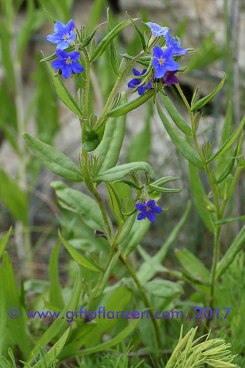 Blauroter Steinsame (Lithospermum purpurocaeruleum)