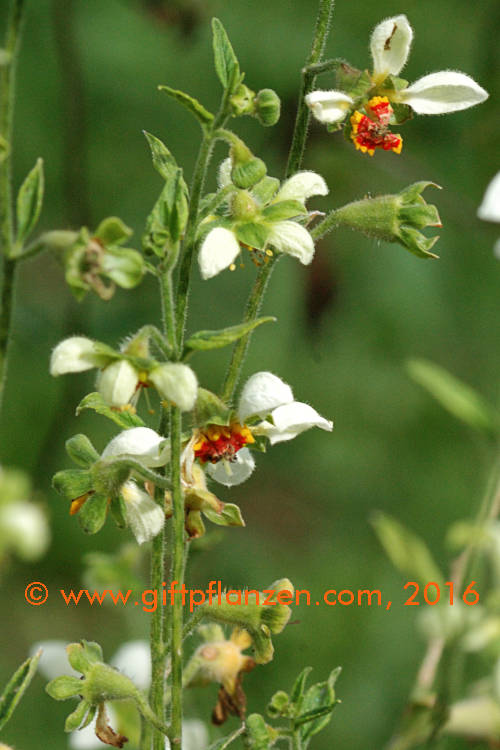 Peruanisches Brennkraut (Loasa triphylla)