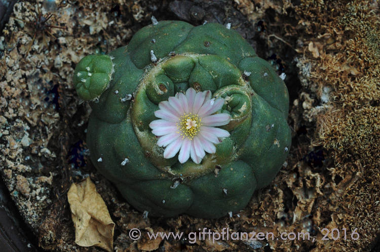 Peyotl-Kaktus (Lophophora williamsii)