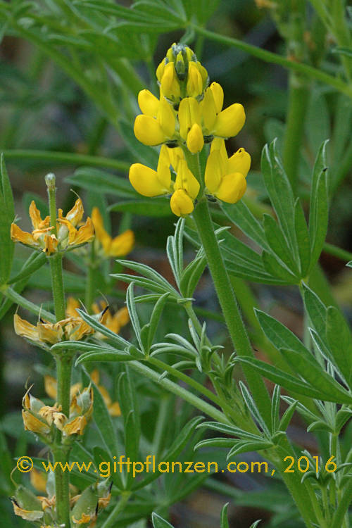 Lupinus luteus Gelbe Lupine