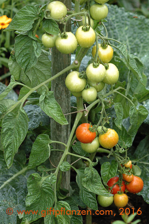 Tomate (Lycopersicon esculentum)