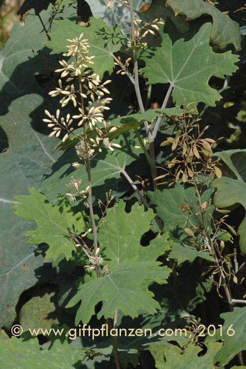 Federmohn (Macleaya cordata)