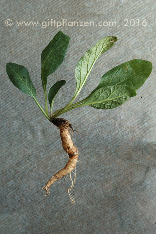 Mandragora autumnalis Herbstblhende Alraune