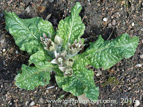 5 Samen der Alraune Mandragora officinarum Alraunwurzel