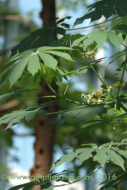 Maniok (Manihot esculenta)