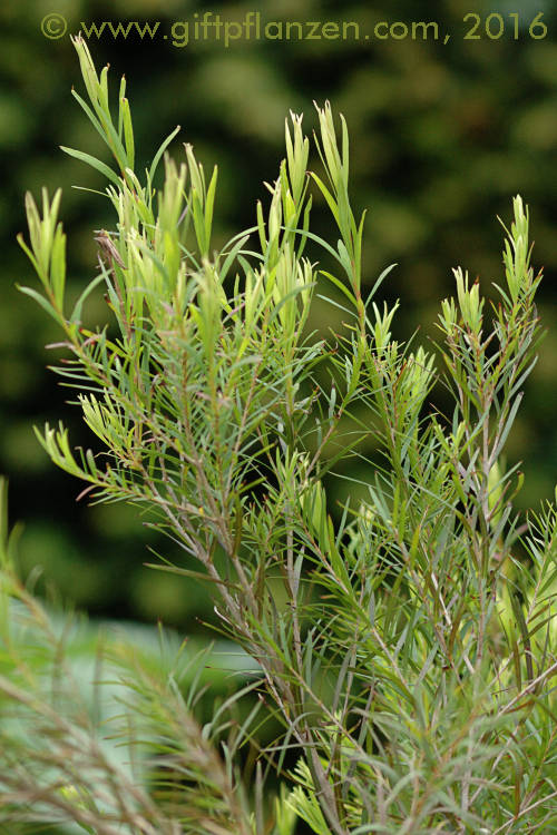 Australischer Teebaum Melaleuca alternifolia