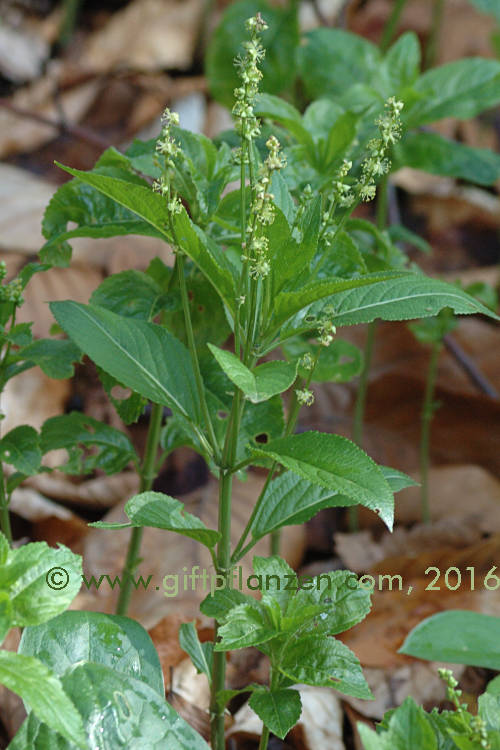 Waldbingelkraut (Mercurialis perennis)