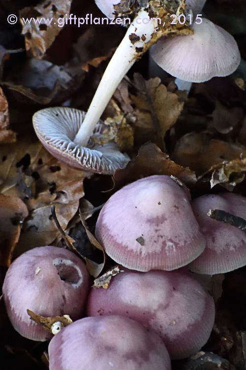 Mycena rosea Rosafarbener Rettichhelmling