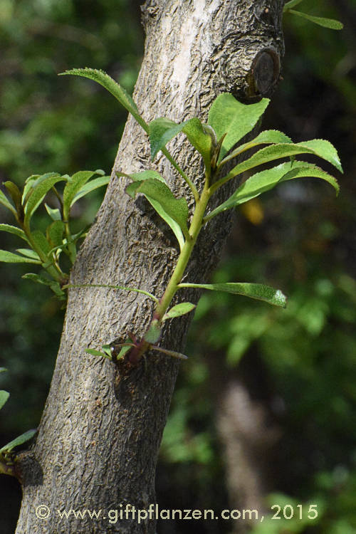 Mauselochbaum (Myoporum laetum)