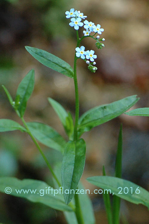 Myosotis scorpioides Sumpfvergimeinnicht