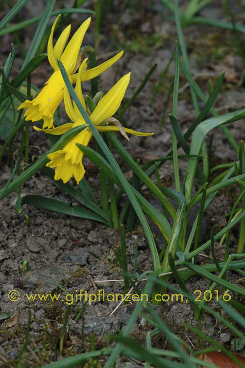 Alpenveilchennarzisse Narcissus cyclamineus