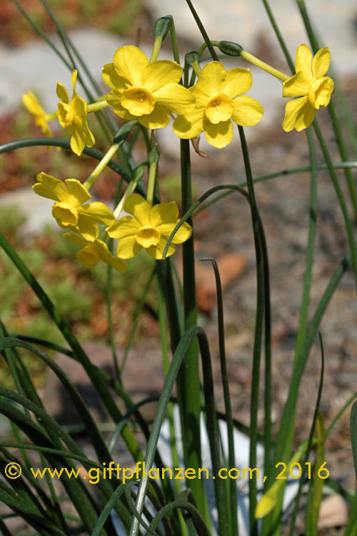 Jonquille (Narcissus jonquilla)
