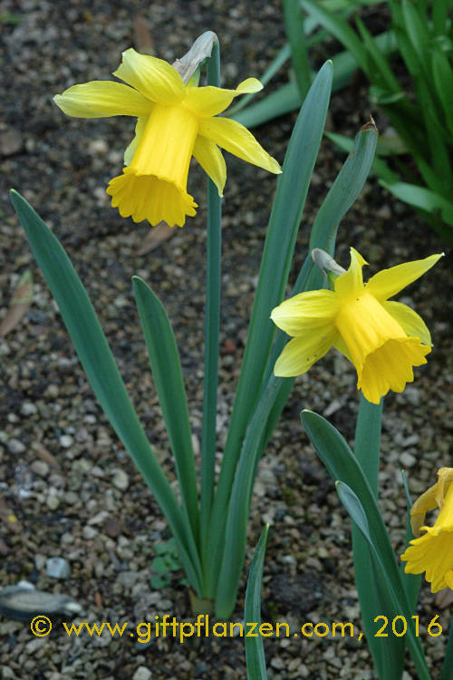 Gelbe Narzisse (Narcissus pseudonarcissus)