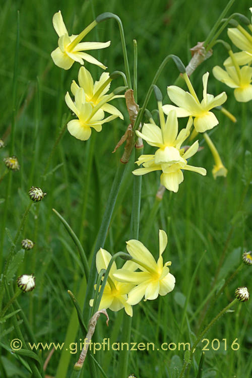 Engelstrnennarzisse (Narcissus triandrus)