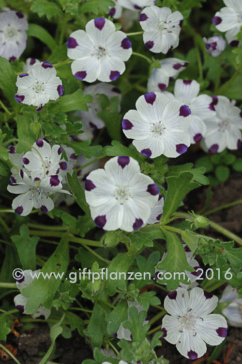 Gefleckte Hainblume Nemophila maculata