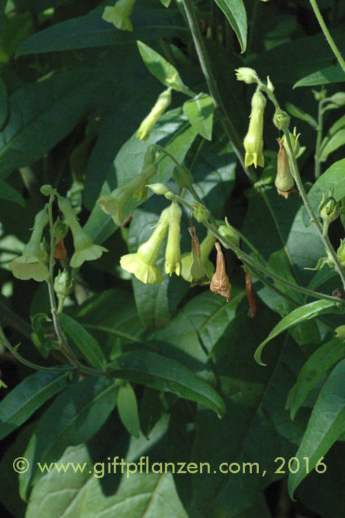 Brasilianischer Tabak (Nicotiana langsdorffii)