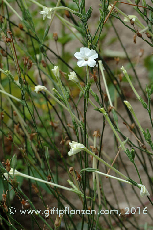 Nicotiana megalosiphon Australischer Rhrentabak