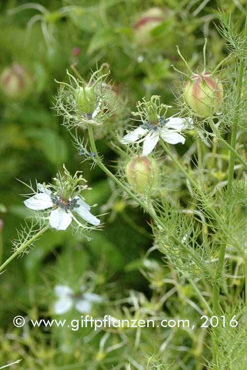 Damaszener Schwarzkmmel (Nigella damascena)