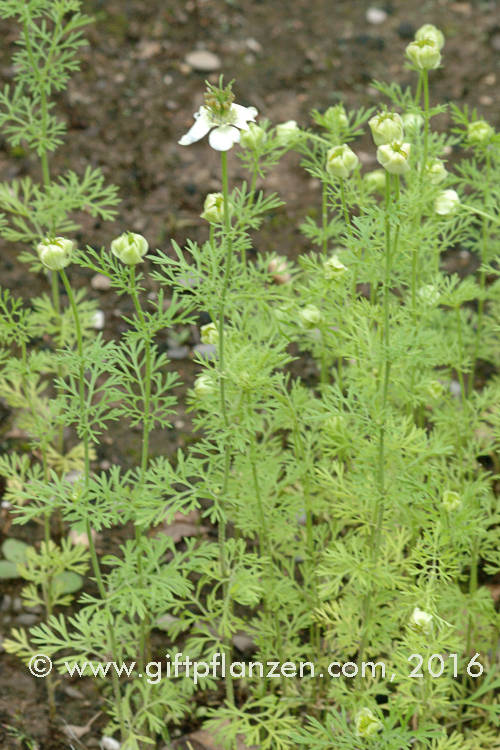 Echter Schwarzkmmel (Nigella sativa)