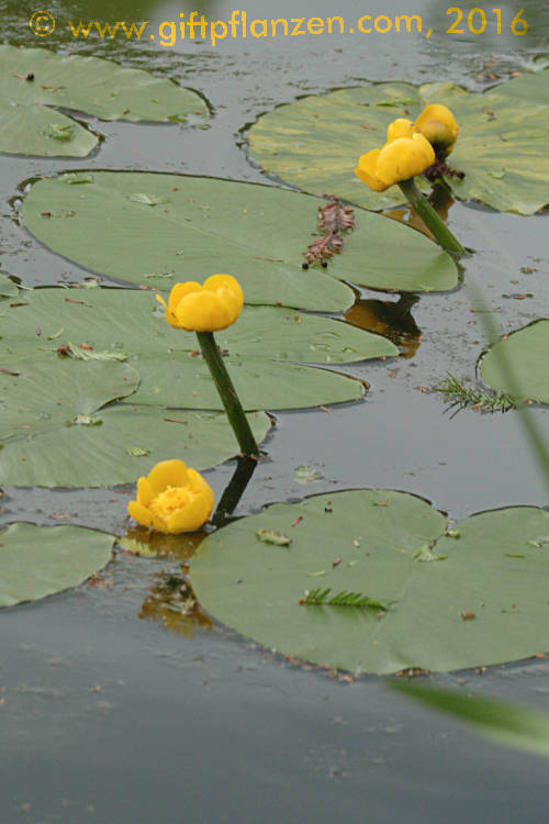 Gelbe Teichrose (Nuphar lutea)