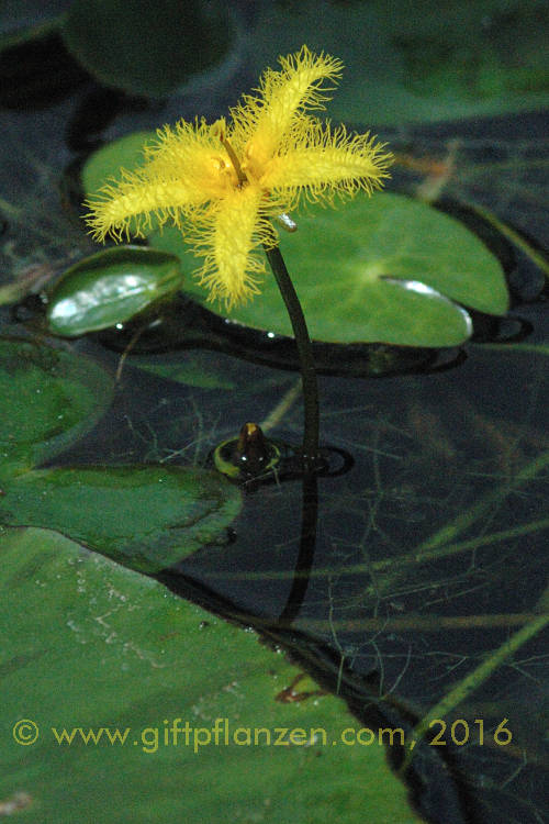 Goldene Seekanne Nymphoides aurantiaca