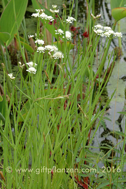 Rhriger Wasserfenchel (Oenanthe fistulosa)