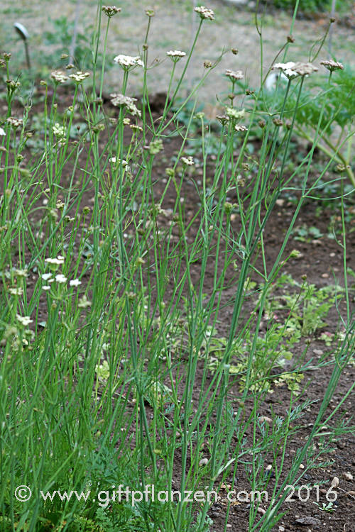 Haarstrangblättriger Wasserfenchel (Oenanthe peucedanifolia)