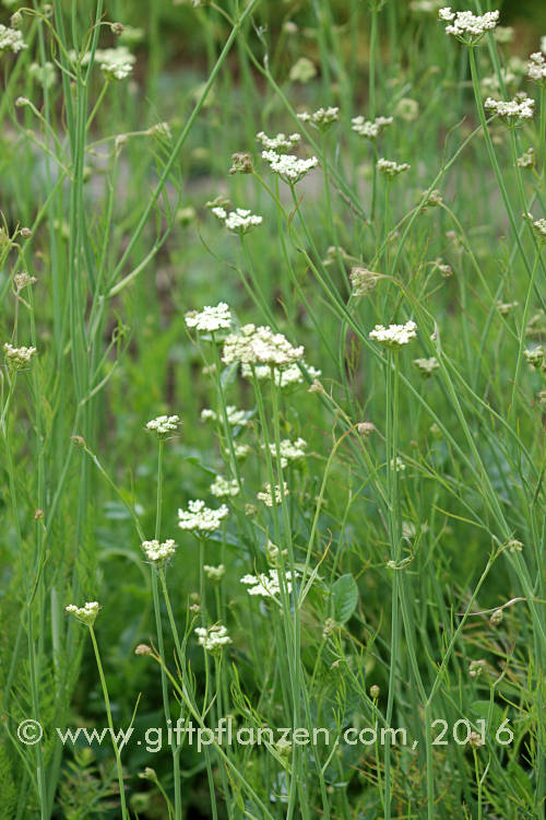 Silgbl�ttriger Wasserfenchel (Oenanthe silaifolia)