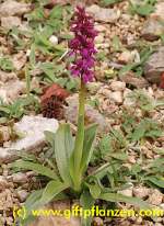 Stattliches Knabenkraut