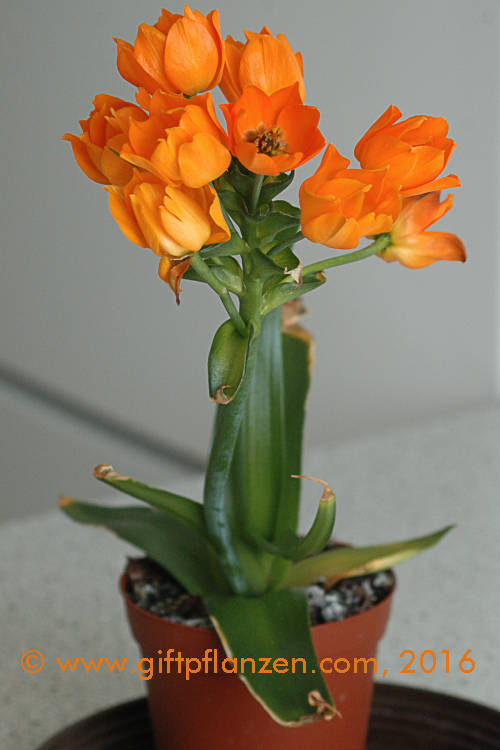 Goldmilchstern Ornithogalum dubium