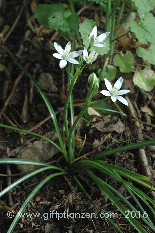 Doldiger Milchstern (Ornithogalum umbellatum)