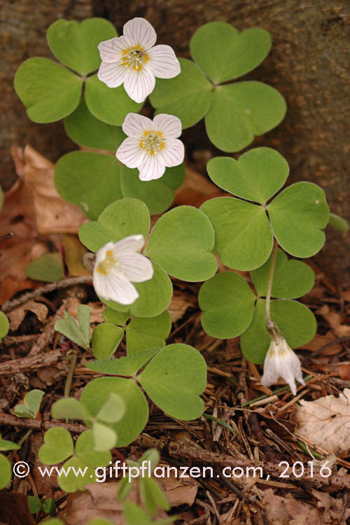 Waldsauerklee (Oxalis acetosella)