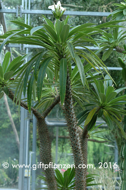 Madagaskarpalme (Pachypodium lamerei)