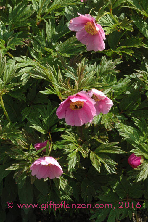 Mongolische Pfingstrose Paeonia anomala