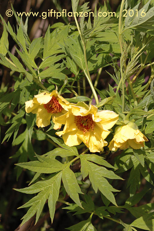 Baumpfingstrose (Paeonia lutea)