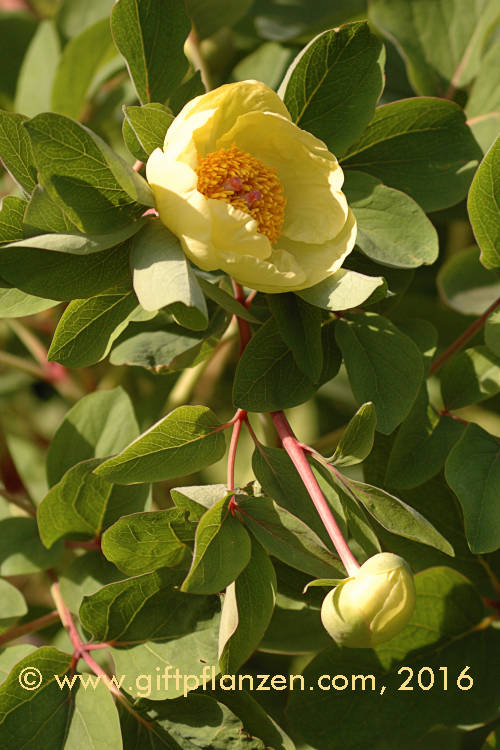 Gelbe Pfingstrose (Paeonia mlokosewitschii)