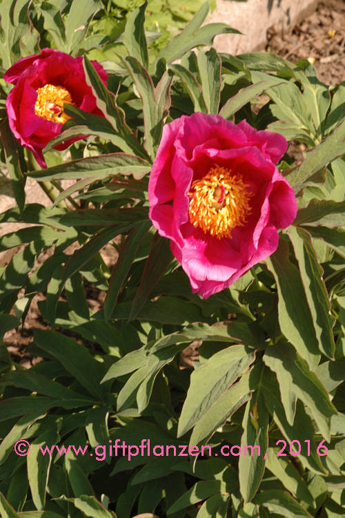 Echte Pfingstrose (Paeonia officinalis)