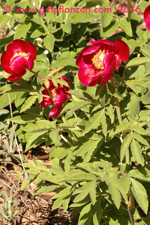 Groblumige Pfingstrose (Paeonia peregrina)